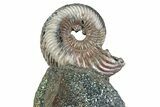 Iridescent Pyritized Ammonite (Quenstedticeras) Fossil Display #383616-1